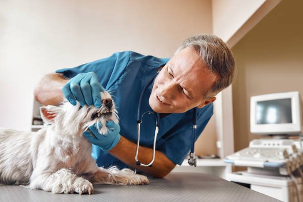 Best Weekend Emergency Dentist in Clairton, PA